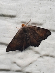 Macaria transitaria