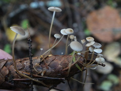 Strobilurus conigenus