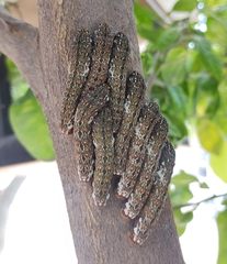 Heraclides rogeri pharnaces