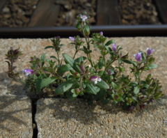 Chaenorhinum litorale