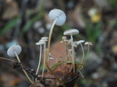 Strobilurus conigenus