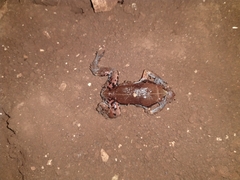 Hypopachus variolosus