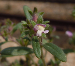 Chaenorhinum litorale