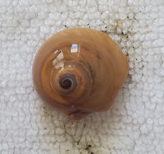 Neverita duplicata