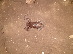 Hypopachus variolosus