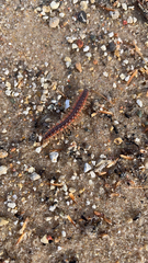 Pseudopolydesmus canadensis