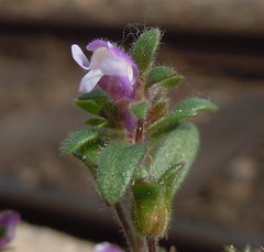 Chaenorhinum litorale