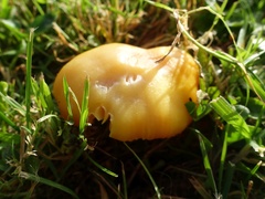Hygrocybe quieta