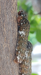 Heraclides rogeri pharnaces