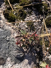 Sibbaldiopsis tridentata