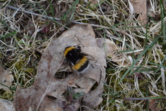 Bombus lucorum