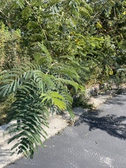Albizia julibrissin