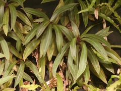 Tradescantia spathacea