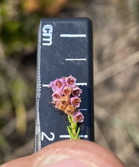 Erica aestiva