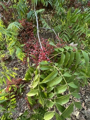 Pistacia chinensis