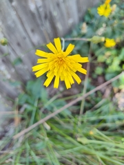 Hieracium sabaudum