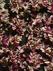 Tradescantia zebrina