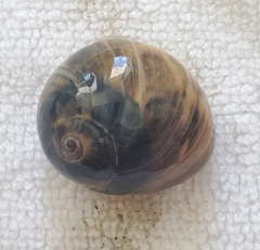 Neverita duplicata