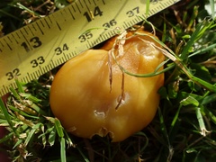Hygrocybe quieta