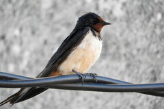 Hirundo rustica rustica