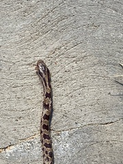 Lampropeltis calligaster