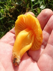 Hygrocybe quieta
