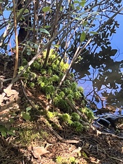 Sphagnum girgensohnii