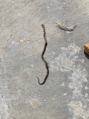 Lampropeltis calligaster