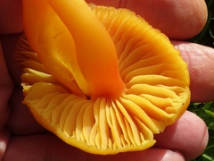Hygrocybe quieta