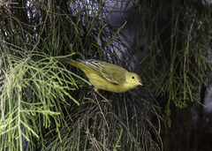 Setophaga petechia