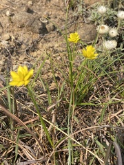 Cyperus sphaerocephalus