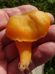 Hygrocybe quieta