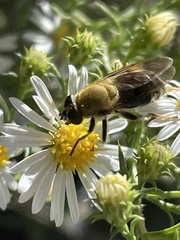 Pterallastes thoracicus