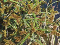 Cyperus erythrorhizos