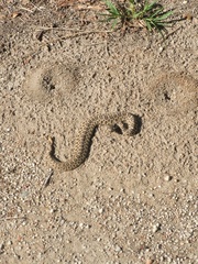 Sistrurus tergeminus