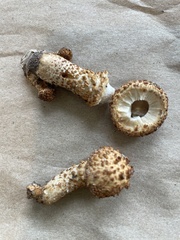 Pholiota squarrosa