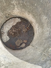 Sistrurus tergeminus