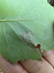 Stigmella betulicola