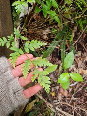 Pteris macilenta