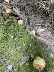 Pholiota squarrosa