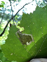 Stigmella betulicola