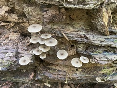 Arrhenia epichysium