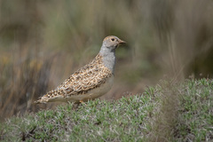 Thinocorus orbignyianus