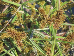 Cyperus erythrorhizos