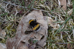 Bombus lucorum