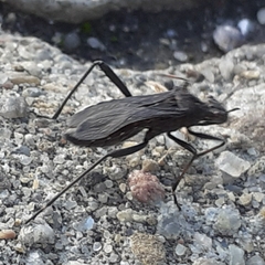 Alydus calcaratus
