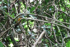 Basileuterus lachrymosus