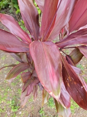 Cordyline fruticosa