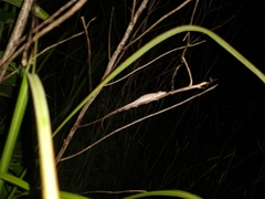 Anolis ustus