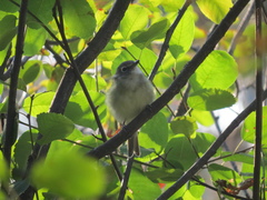 Vireo